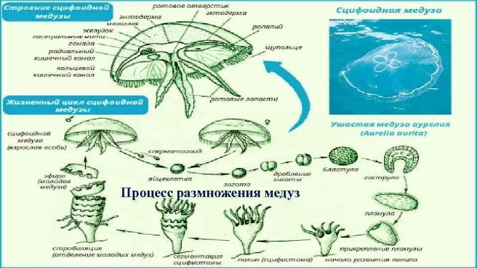 Жизненный цикл сцифоидных медуз схема. Размножение сцифоидных медуз. Жизненный цикл кишечнополостных схема. Цикл развития сцифоидных схема.