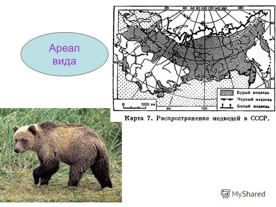Где живут медведи на каком материке. Ареал распространения бурого медведя карта Россия. Ареал обитания бурого медведя. Ареал обитания соболя. Ареал обитания бурого медведя в России.