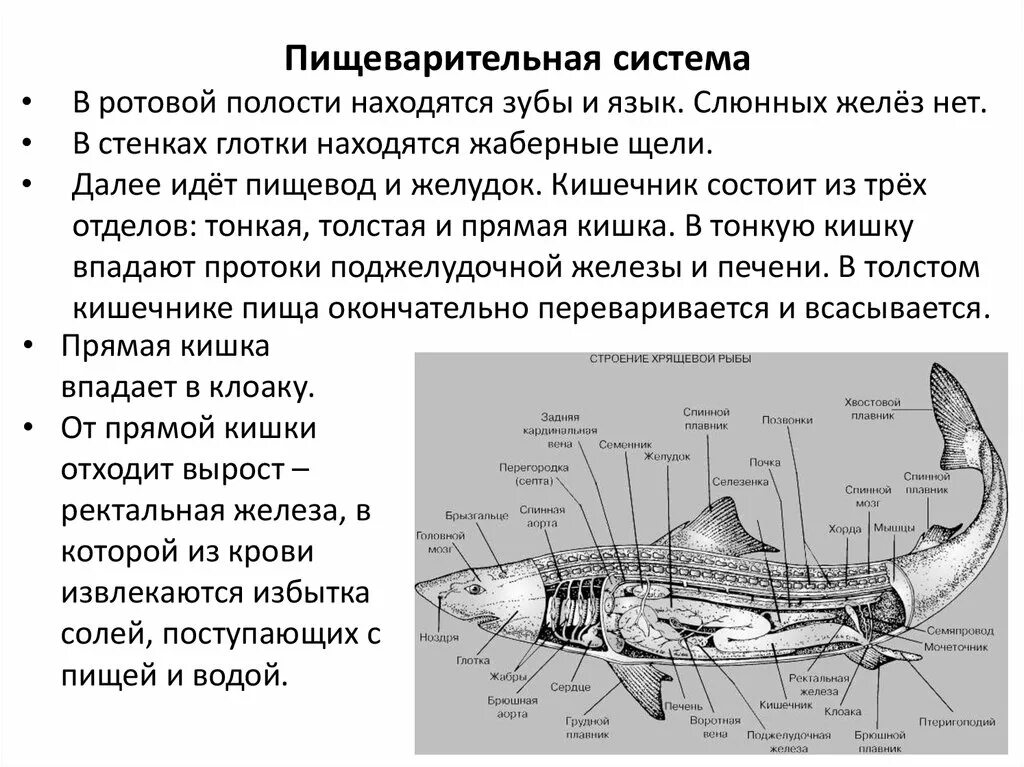 Внутреннее строение хрящевых. Пищеварительная система хрящевых и костных рыб. Пищеварительная система хрящевых рыб схема. Строение пищеварительной системы хрящевых рыб. Пищеварительной система костистой и хрящевой рыбы.