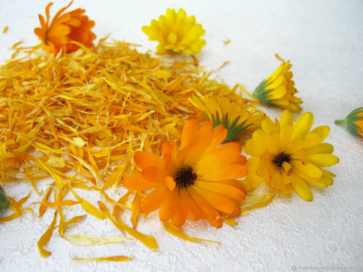 Цветки календулы для чего. Calendula officinalis. Календула сухоцвет. Календула лекарственная ЛРС. Календула, лепестки.