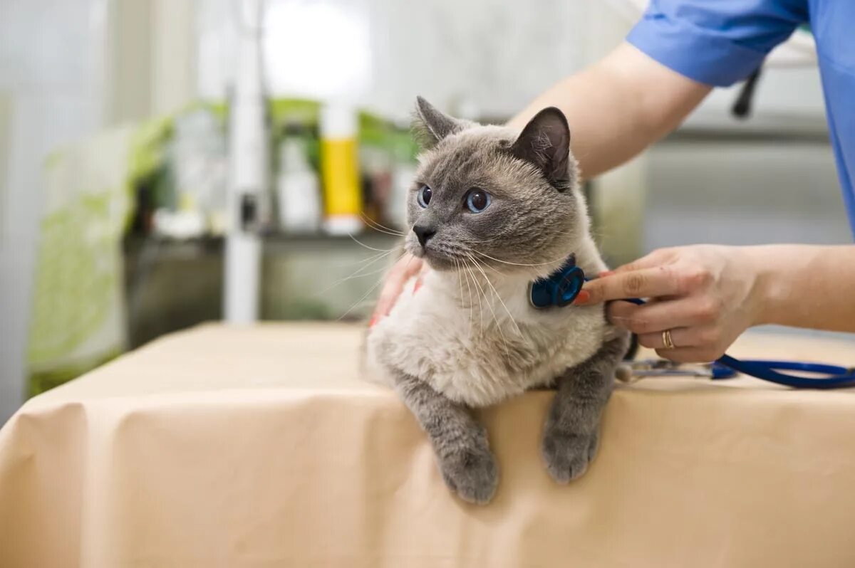 Caring cat