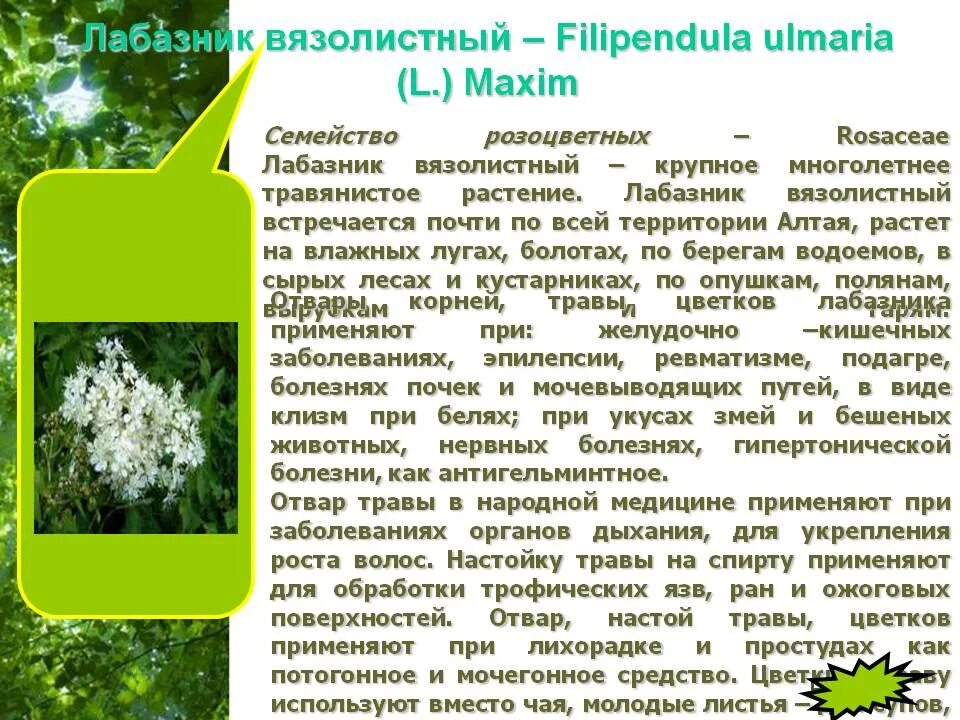 Таволга лечебные свойства цена и применение. Лечебные травы лабазник. Лекарственные растения таволга вязолистная. Таволга описание. Таволга описание растения.