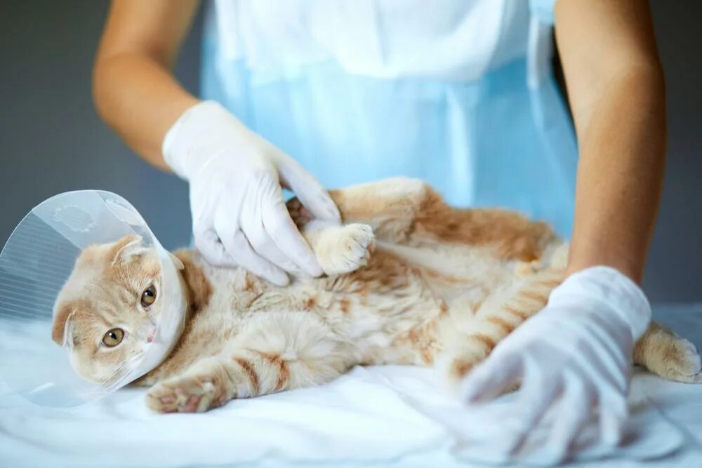Кот без наркоза. Кот без наркоза