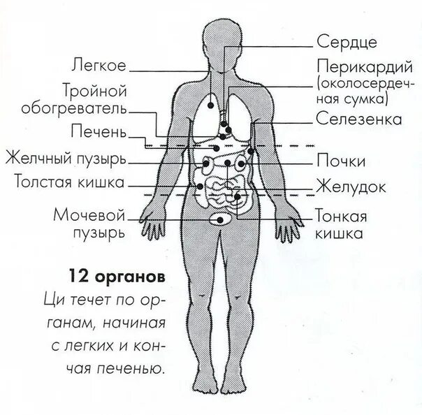 Состав человека органы