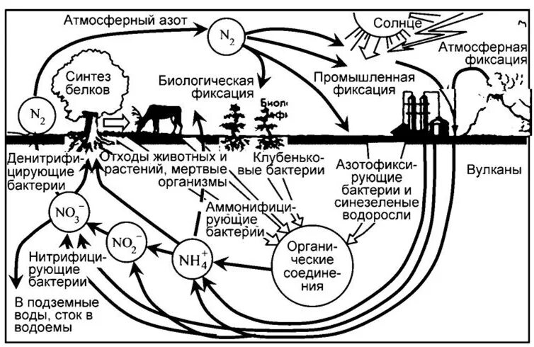 Круговорот азота в природе подробная схема. Круговорот азота в природе (схема и пояснения).. Схема круговорота азота в природе схема. Схема круговорота биогеохимического цикла азота. Грибы включаясь в круговорот веществ в биосфере