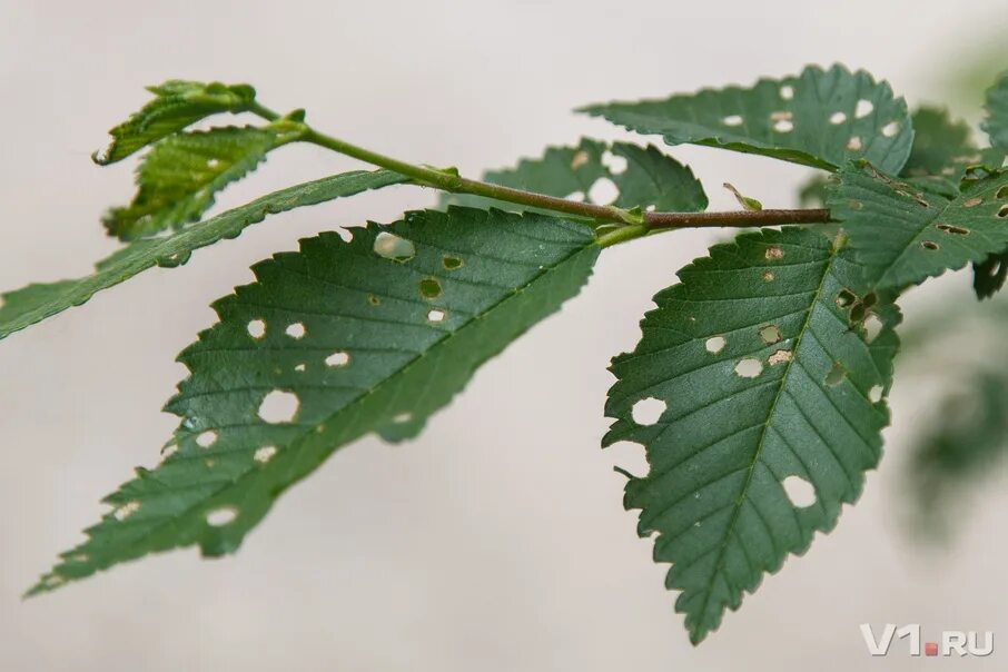 гусеница огневки на крыжовнике. клен остролистный плантариум. поврежденные листья деревьев. вредители на листьях. объеденные листья.