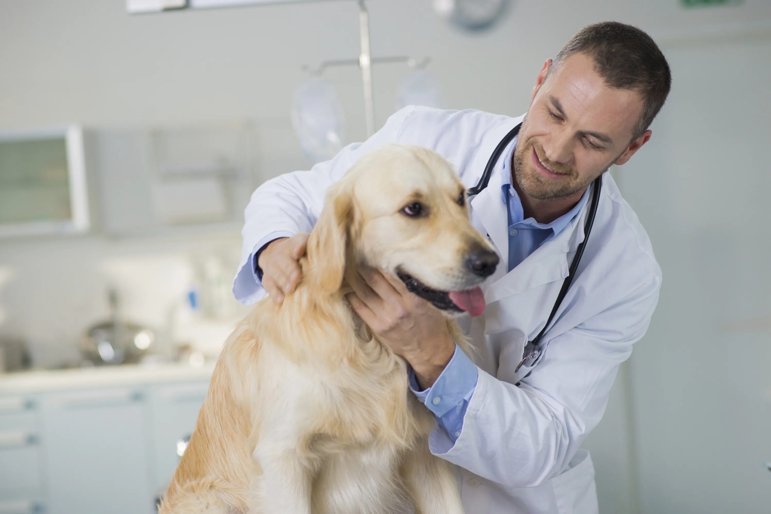 Осмотр собаки. Клиническое исследование собаки. Собака Ветеринария. Осмотр животного у ветеринара.