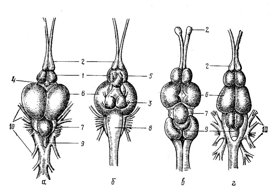 Головной мозг костных рыб. Строение головного мозга рыбы. Строение головного мозга окуня. Схема головного мозга костной рыбы. Особенности строения мозга рыбы