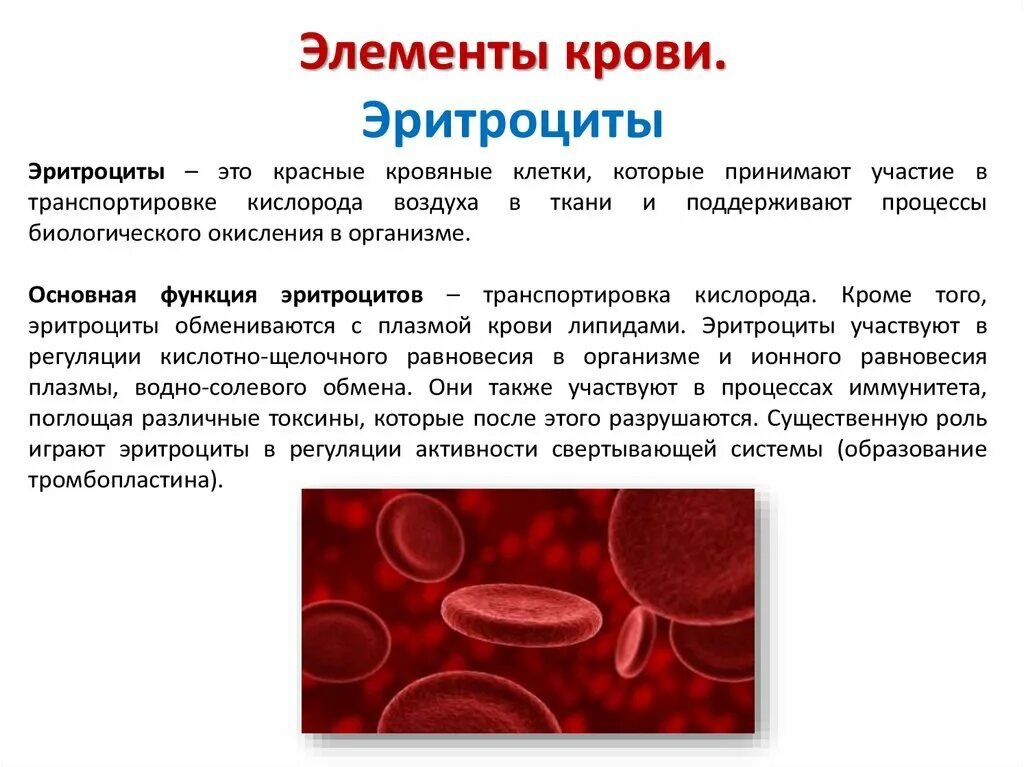 Эритроциты. Эритроциты в крови. Кровяные элементы крови. Функции эритроцитов в крови.
