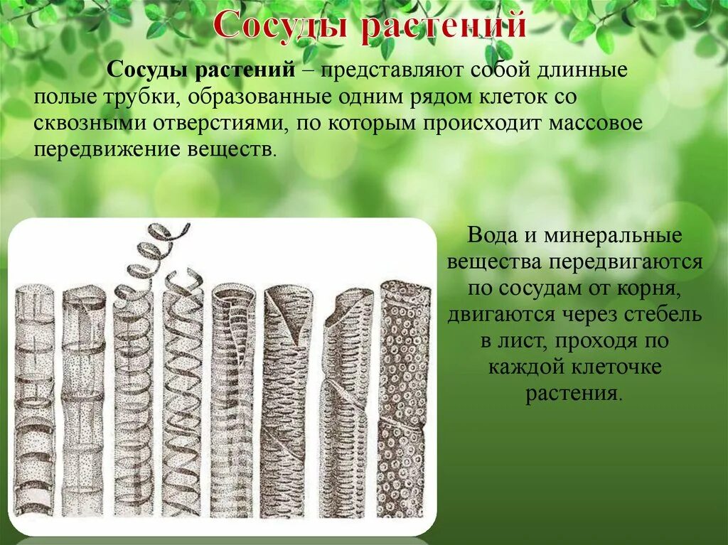 Проводящие строение и функции. Сосуды растений. Строение сосудов растений. Сосуды это в биологии растений. Сосуды трахеи растений.