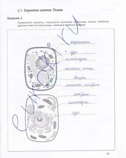 6 класс биология таблица строение растительной клетки