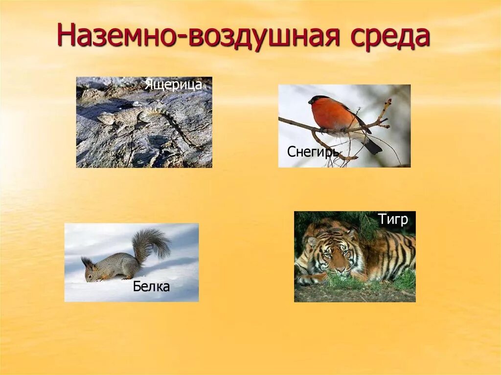 Наземно-воздушная среда. Наземно-воздушная среда обитания. Тигр среда обитания наземно воздушная. Наземно-воздушная среда жизни.