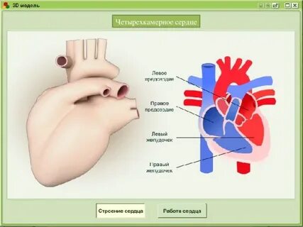 Поперечный срез четырехкамерного сердца
