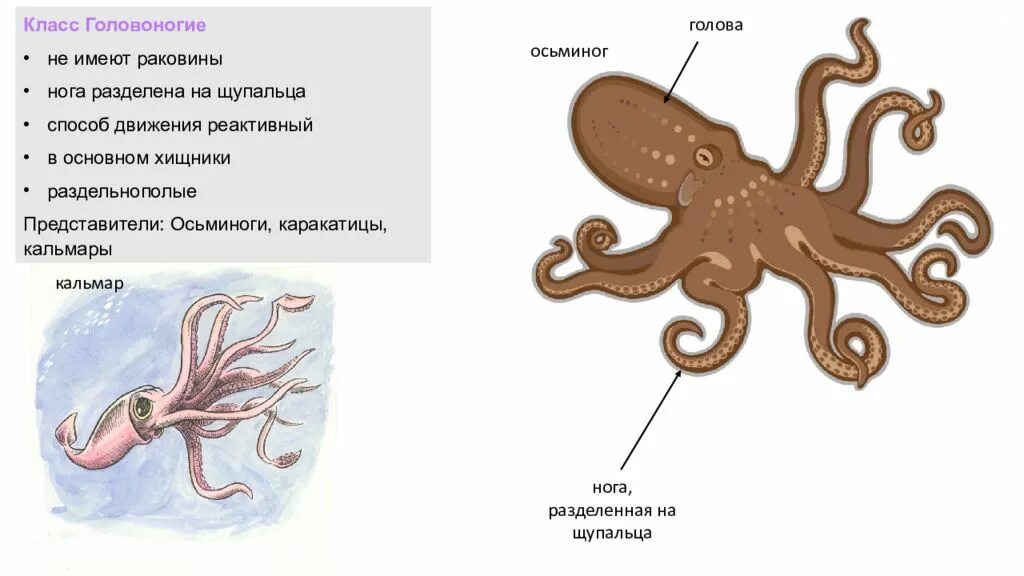 Передвижение головоногих. Внешнее строение головоногих. Строение осьминога. Внешнее строение головоногих моллюсков. Осьминог способ передвижения.