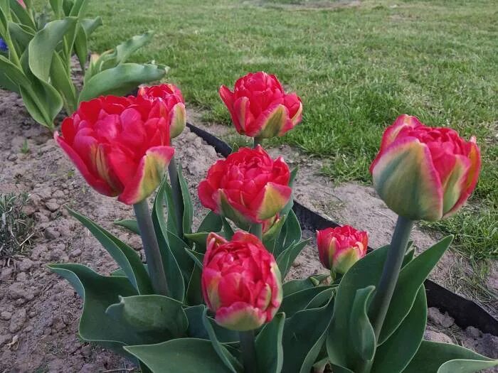 Tulip Pamplona авторское фото BUFL.RU Луковичные цветы, Цветы, Тюльпаны