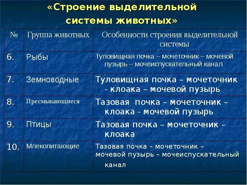 Характеристика систем у животных. Таблица особенности строения выделительной системы животных. органы выделения у животных 6 класс таблица. таблица по биологии 6 класс выделительная система животных. выделительная система животных таблица 6 класс биология.