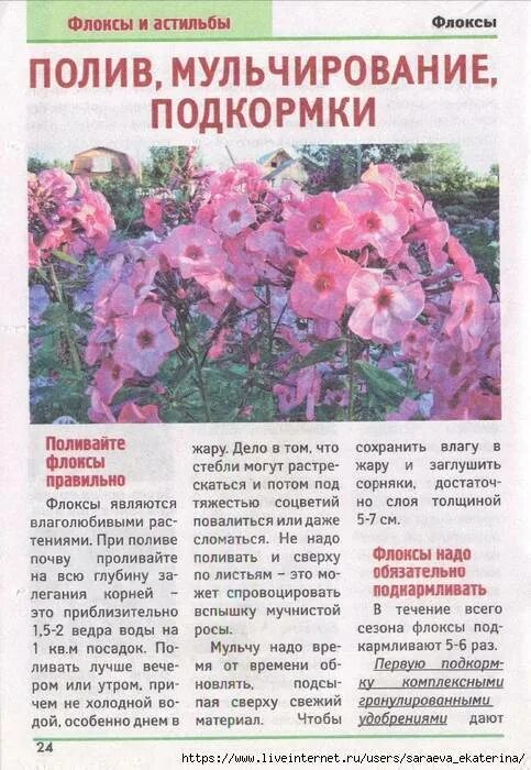 Какую почву любят флоксы. Корневая флоксов. флоксы многолетние корневища. таблица подкормки флоксов. удобрения для флоксов весной.