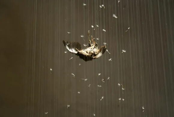 птица в стае падает. долина джатинга долина падающих птиц. падающая птица. долина падающих птиц. падение птицы.