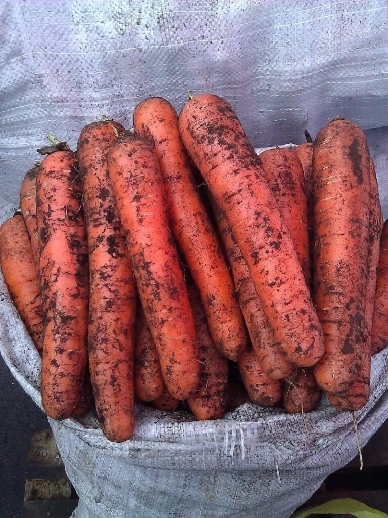10 килограмм моркови. Килограмм моркови. Морковь за 1 кг. Морковь кг. 10 Кг морковки.