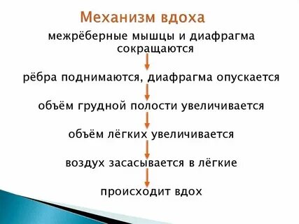 Правильная последовательность выдоха