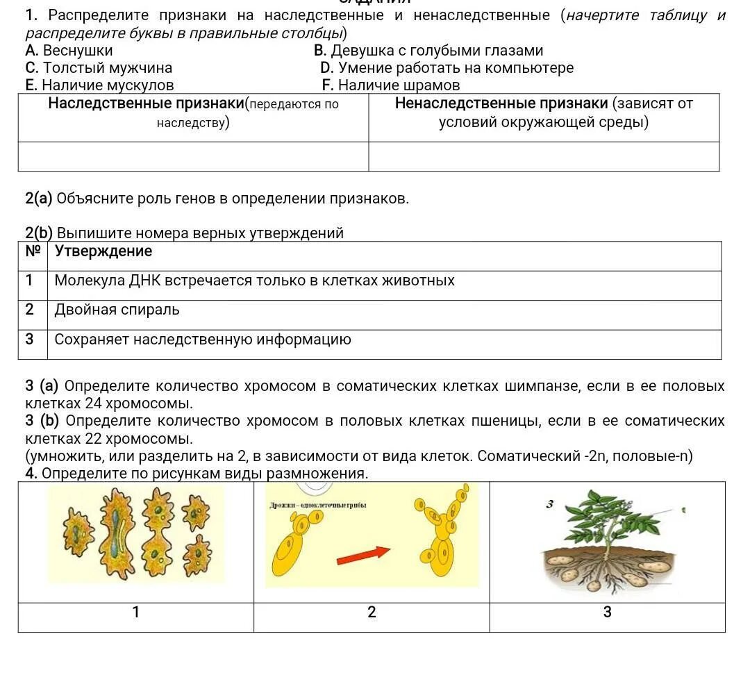 Сходства и различия наследственной и наследственно. Наследственные признаки и ненаследственные признаки. Таблица наследственные и ненаследственные признаки. Наследственные и ненаследственные признаки фасоли. Выявление наследственных и ненаследственных признаков.