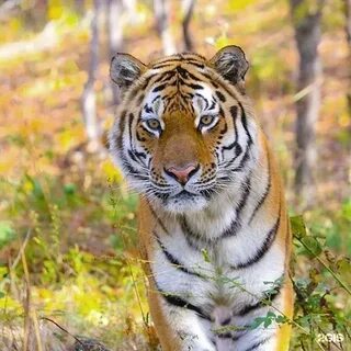 Tiger 8