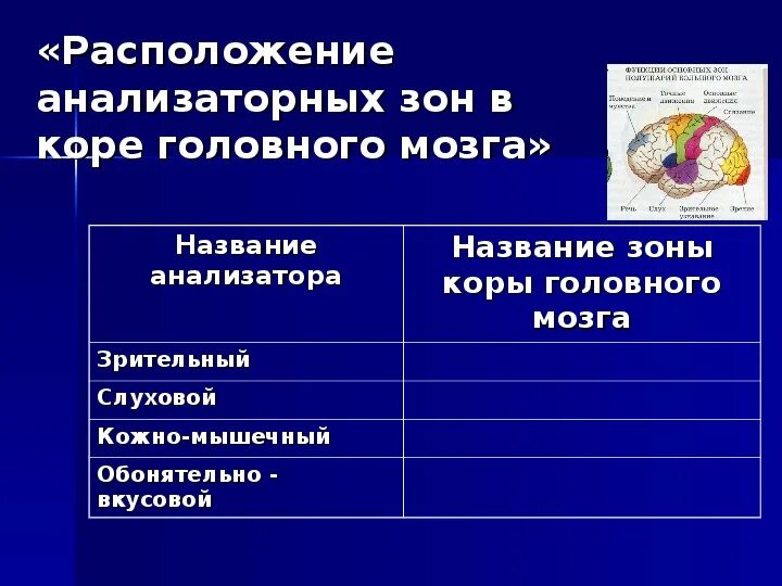 Части анализатора биология. Анализаторы биология 8 класс. Презентация по теме анализаторы 8 класс биология. Состав анализатора биология 8 класс. Кластер анализаторы биология 8.