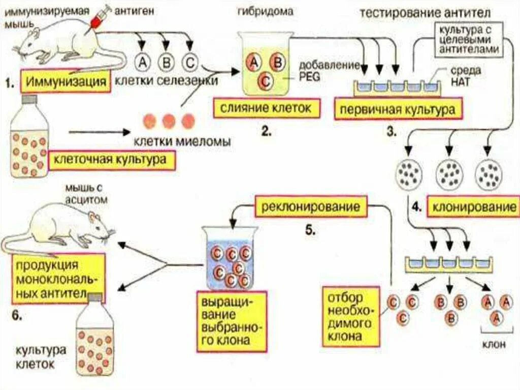 Схема производства моноклональных антител. Моноклональные антитела схема получения. Схема получения моноклональных антител иммунология. Схема получения моноклональных антител гибридной технологией. Клон антитела