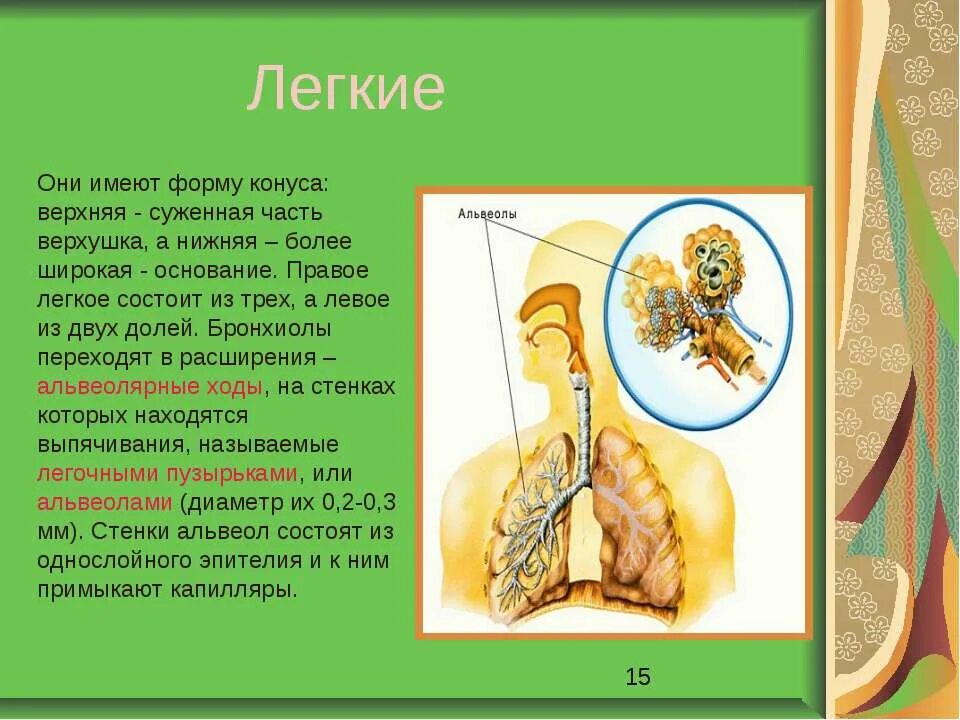 Информация о легких. Доклад на тему легкие. сообщение о легких.