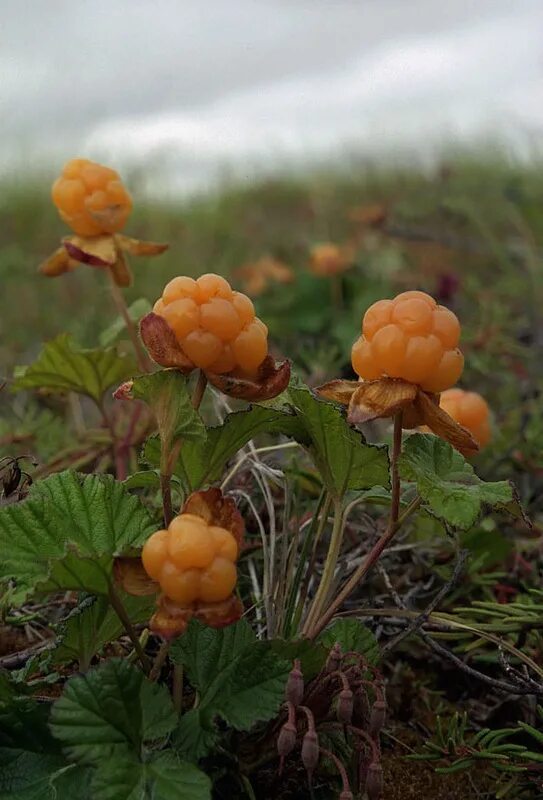 Морошка болотная. Таежная морошка. Морошка ягода красная. Как растет морошка. Морошка ягода в тундре.