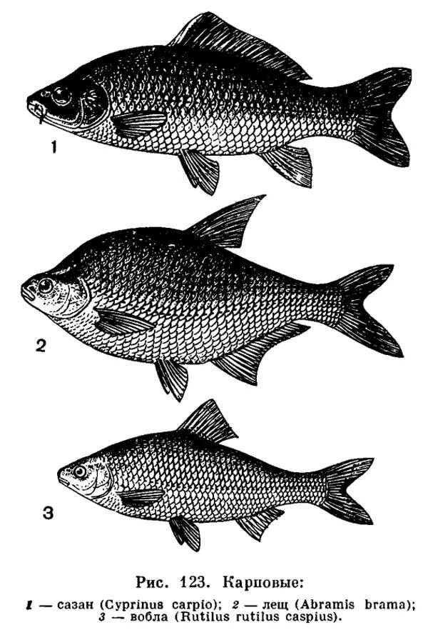 Рыба различие. Рыба карповые семейство тарань. Сазан (= Карп обыкновенный) – Cyprinus Carpio. Семейство Cyprinidae. Карп обыкновенный – Cyprinus Carpio.