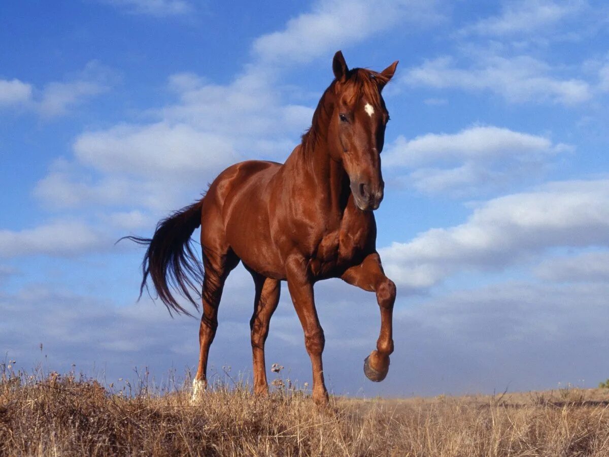 Сайт horse. Лошадь гнедой Мустанг. Кигер Мустанг гнедой. Гнедая сплешед Уайт. Дикий гнедой Мустанг.