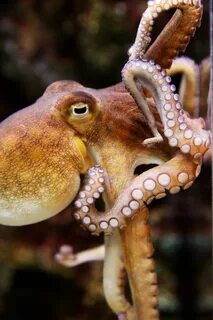 Морской осьминог