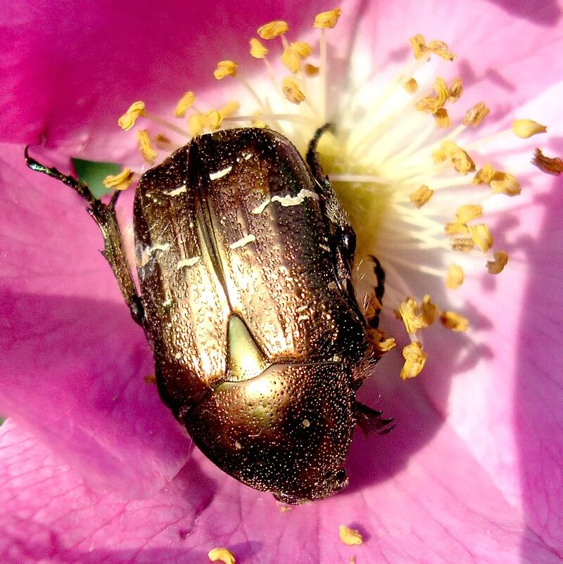 Золотой Майский Жук. Cetonia aurata (Linnaeus, 1761).. Золотой хрущ. Cetonia aurata (Linnaeus, 1758).