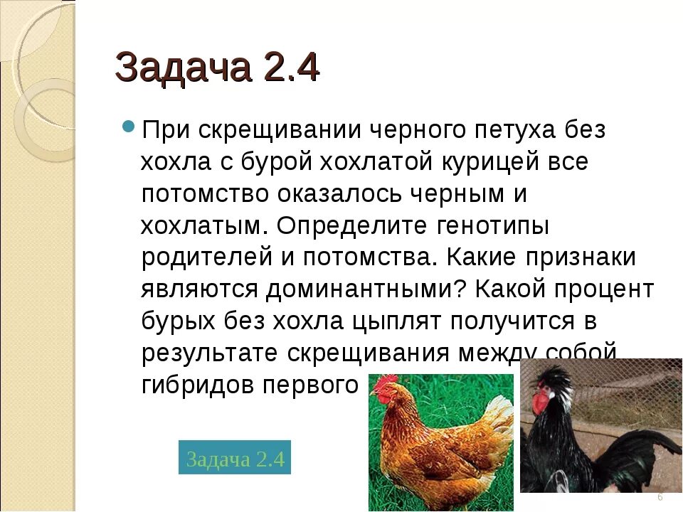 Золотой петушок описание петушка. При скрещивании чёрного петуха. Задача генетика курица. Скрещивание курицы и петуха. Генетические задачи с курицами и петухами.