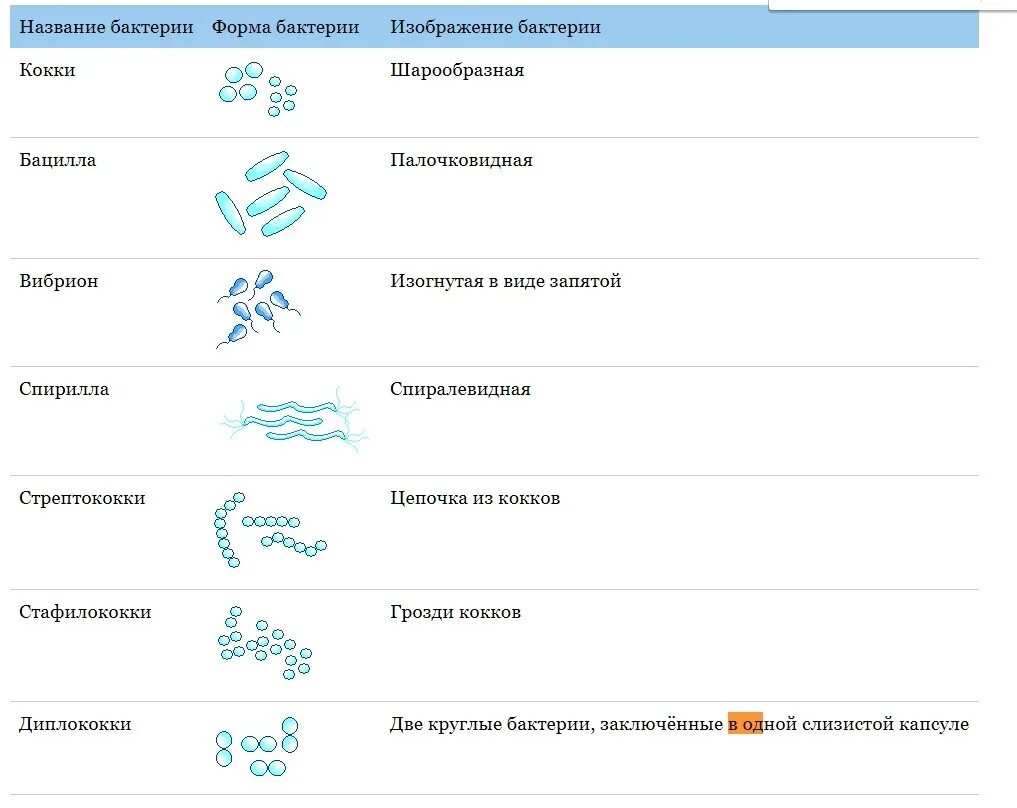 Бактерии изогнутой формы носят название. Формы бактерий. Формы и названия бактерий. Формы бактерий и их названия. Основные формы бактерий.