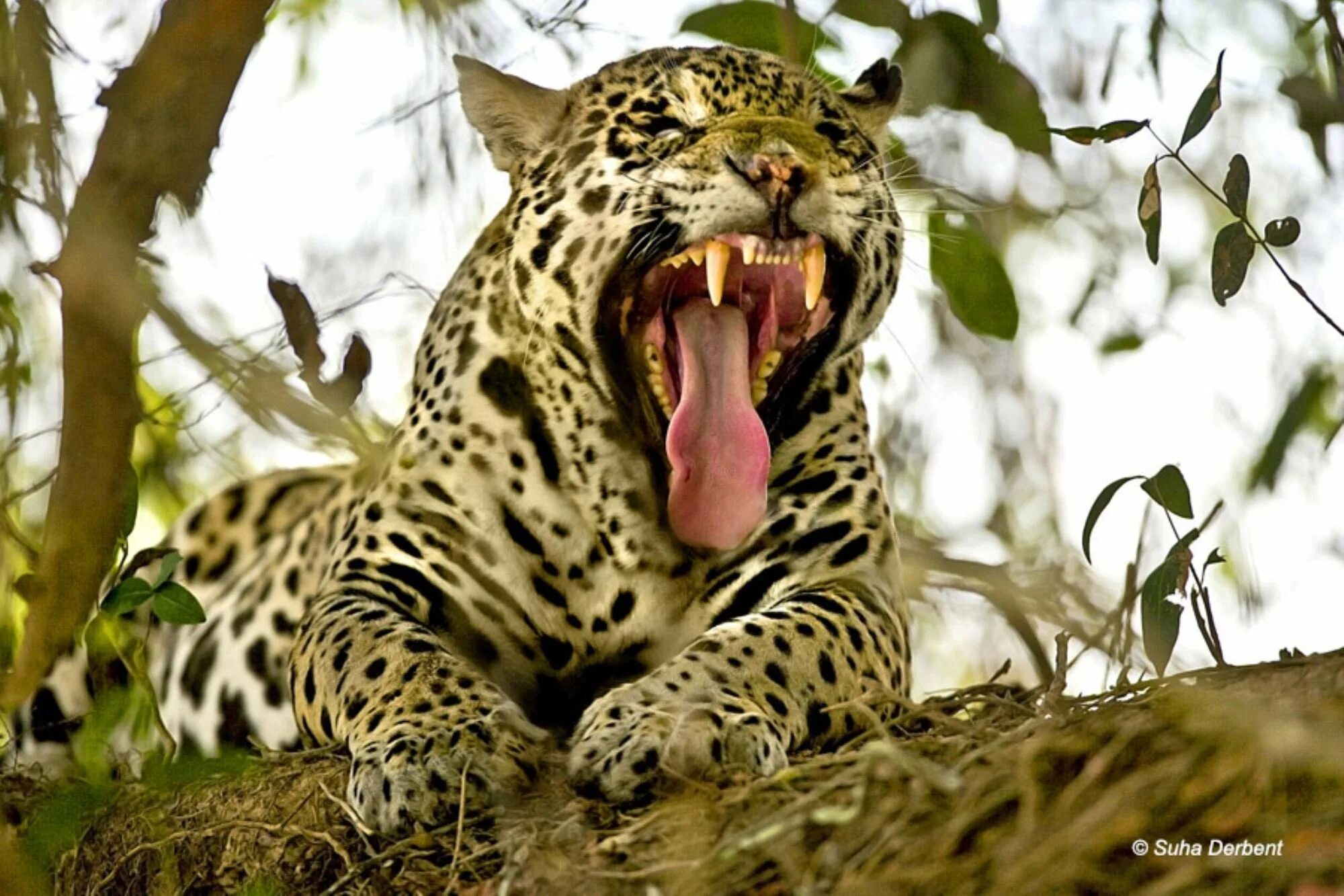 Ястреб-тетеревятник. Хищные кошки. Орлан-белохвост. Ястреб тетеревятник охота. Ягуар меланист.