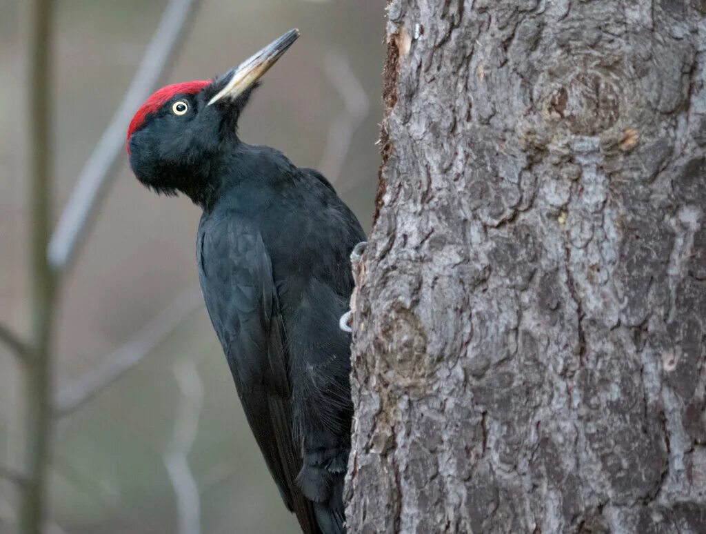 Дятел 5 букв сканворд. Дятел 5 букв сканворд. Желна дятел самка. Дятел 5 букв сканворд. Дятел желна.