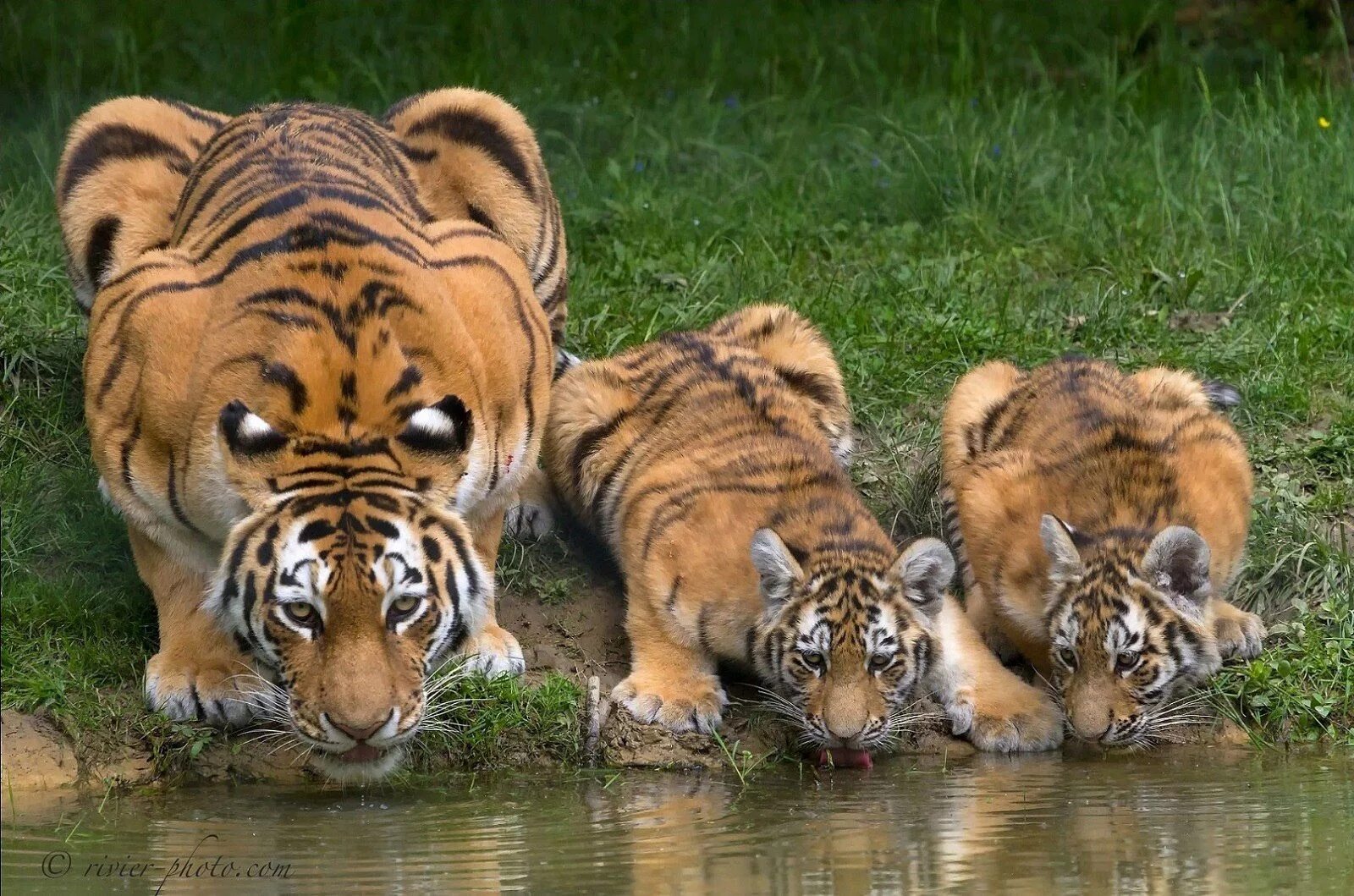 Наблюдая тигра. Тигры Прайд. Тигр фото. Семья тигров. Тигрица фото.