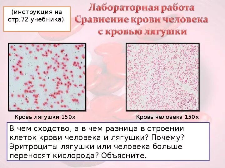 Лабораторная работа сравнение крови лягушки и человека. Сравнение крови человека с кровью лягушки лабораторная. Микроскопическое строение крови. Микроскопическое строение крови человека. Клетки крови человека и лягушки лабораторная работа.