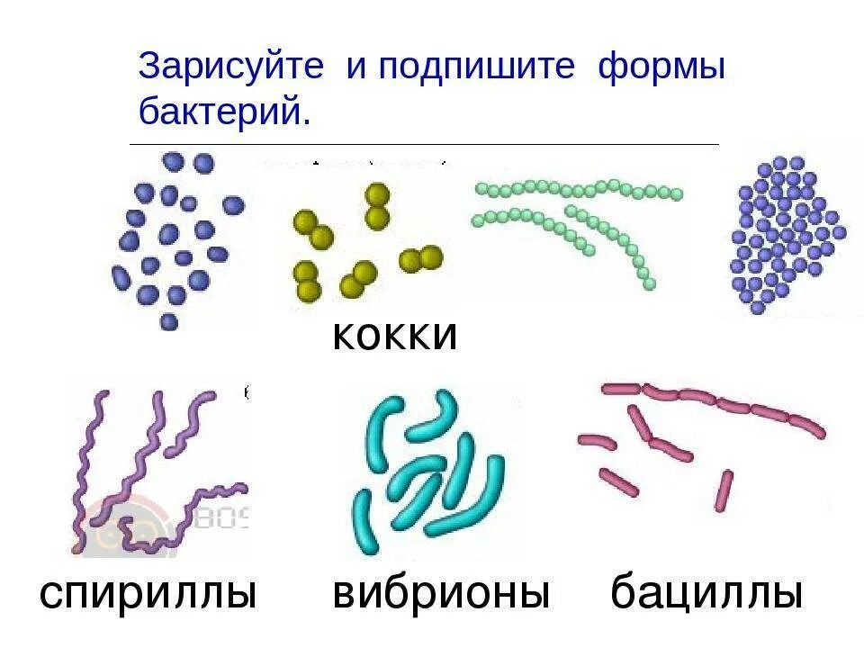 Бактерии известные виды. Формы бактериальных клеток кокки. Форма бактерии кокки. Формы бактериальных клеток 5 класс биология. Формы бактерий кокки бациллы.