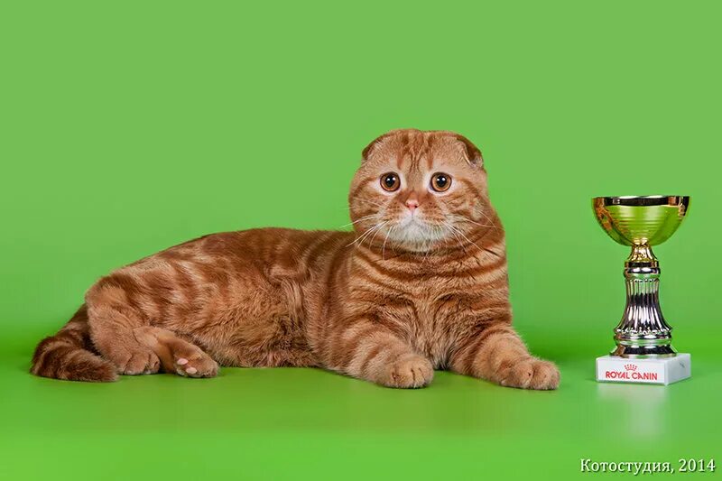 котик с наградами. питомник шотландских вислоухих кошек. красный солид кот шотландский. шотландская вислоухая кошка тигровый окрас. питомник шотландских вислоухих кошек.