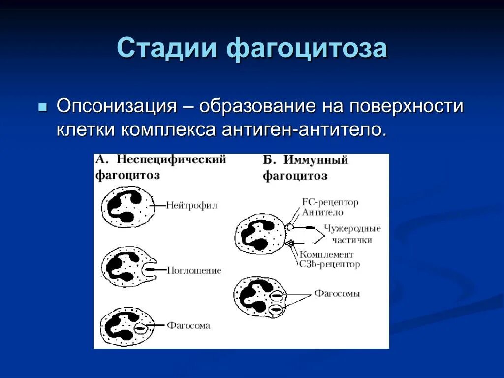 Фагоцитоз фазы фагоцитоза. Механизм фагоцитоза патофизиология. Этапы фагоцитоза микробиология.