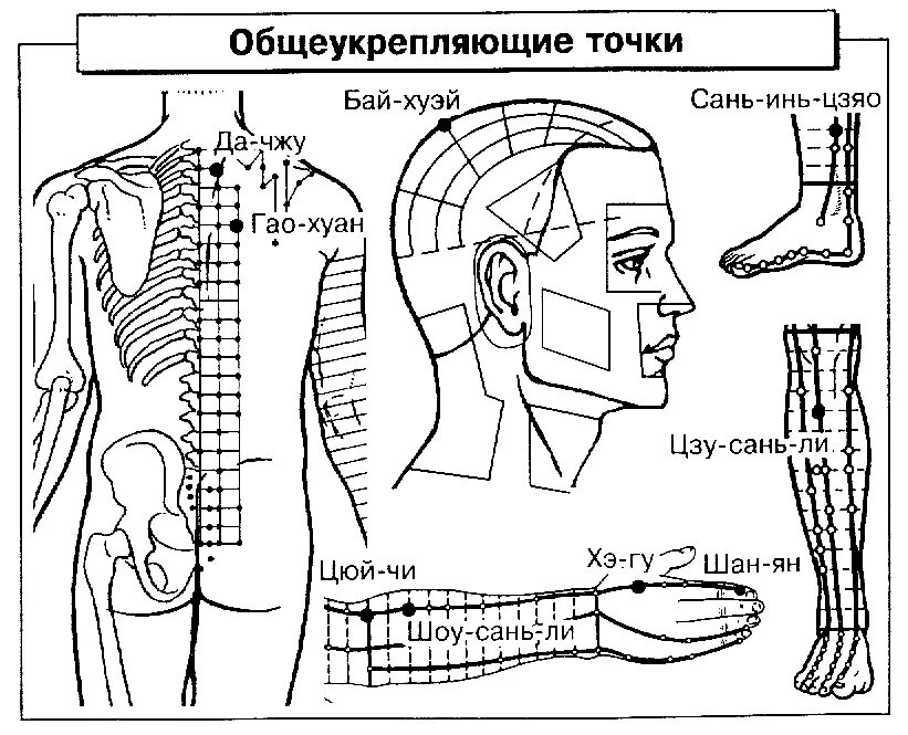 Точка бад. Акупунктура тела человека схема болевые точки. Биологически активные точки (бат). Биологически активные точки на теле человека. Атлас акупунктуры жледиа.