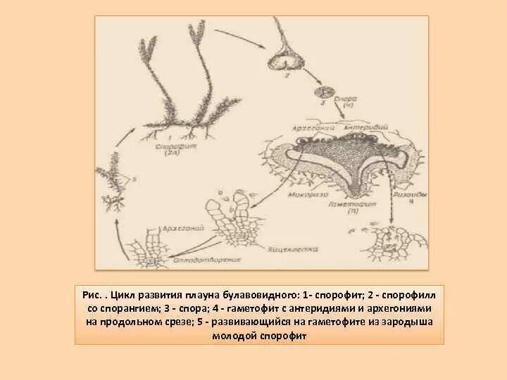 Спорангий плауна. Цикл развития плауна булавовидного. Цикл развития плауна булавовидного схема. Жизненный цикл плауна булавовидного. Развитие плауна булавовидного схема.