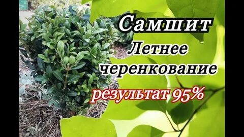 Черенкование самшита летом