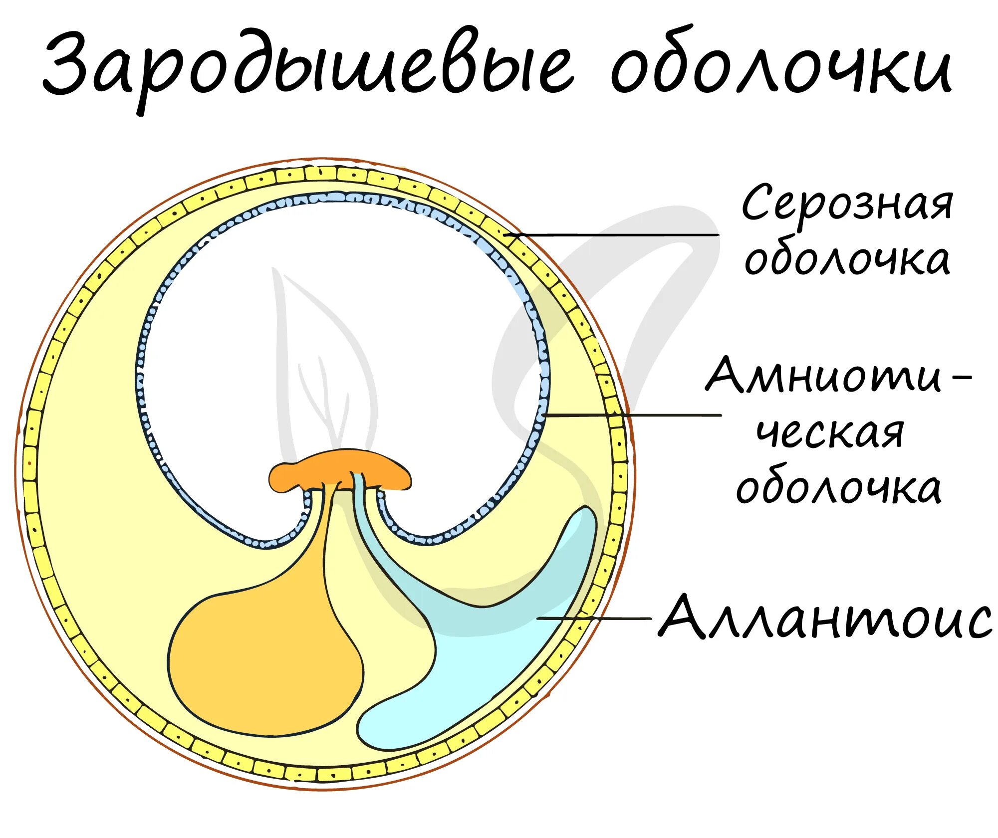 Оболочка яйца рептилий. Строение яйца и зародышевые оболочки. Зародышевая оболочка амнион. Серозная оболочка аллантоис амниотическая оболочка. Зародышевые оболочки яйца птицы.