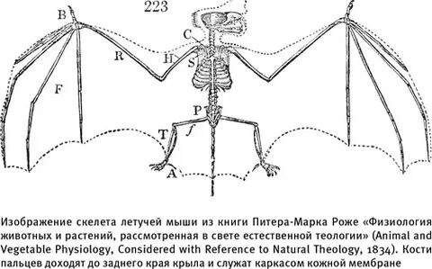 Теория рукокрылых