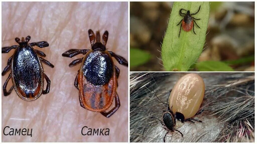Как выглядит самка клеща