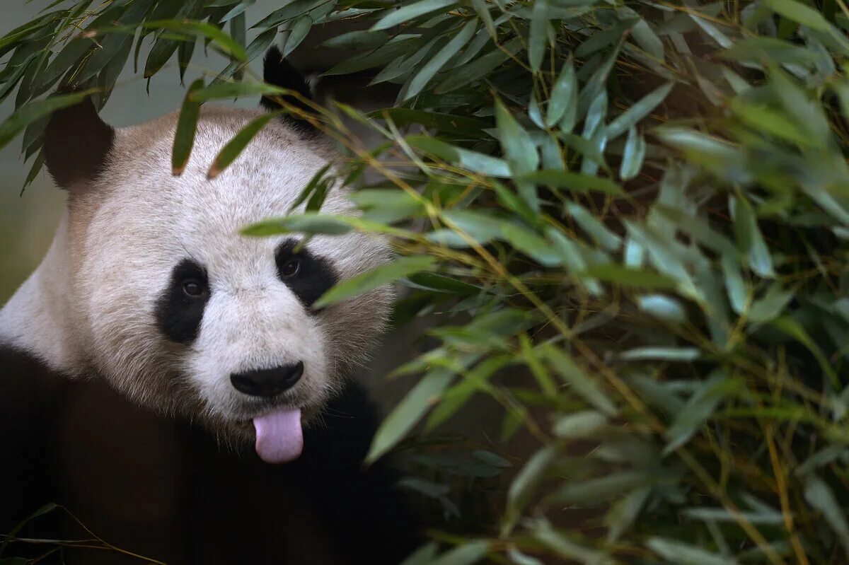 Большая панда что едят. Панда жует бамбук. Панда на бамбуке. Панда ест бамбук Панда ест бамбук. Бамбуковые панды китайские.
